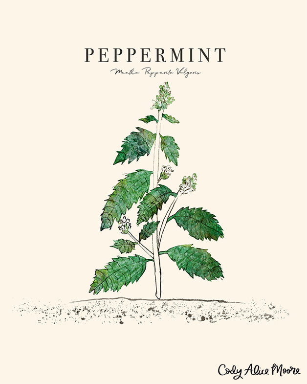 Peppermint illustration for Uppercase magazine by Cody Alice Moore